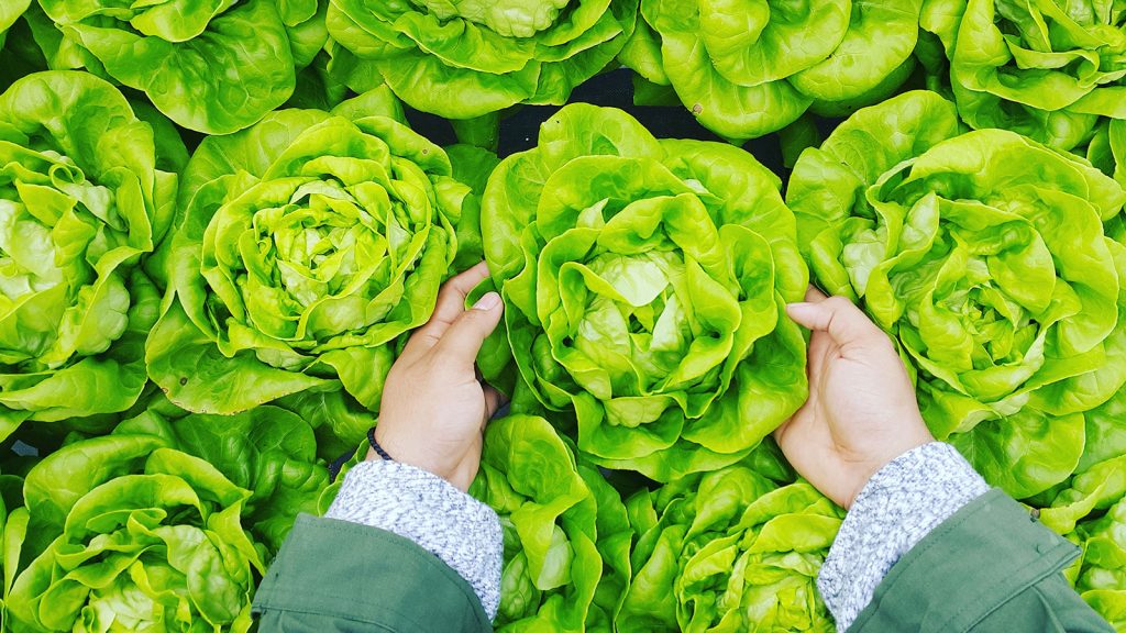 Foto de unas manos recogiendo una planta de lechuga de un montón.