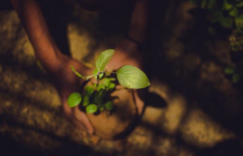 Foto de unas manos sosteniendo un plantin sobre la tierra, como para plantarlo.