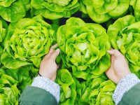 Foto de unas manos recogiendo una planta de lechuga de un montón.