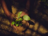 Foto de unas manos sosteniendo un plantin sobre la tierra, como para plantarlo.