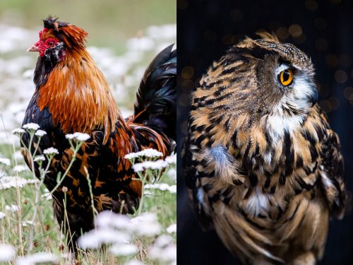 Foto compuesta: De un lado un gallo en una pradera con flores y del otro un buho en la noche