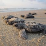 Voluntarios limpian playa y regresan las tortugas marinas