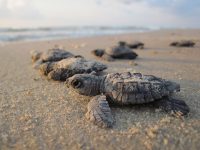 Tortugas olivaceas naciendo