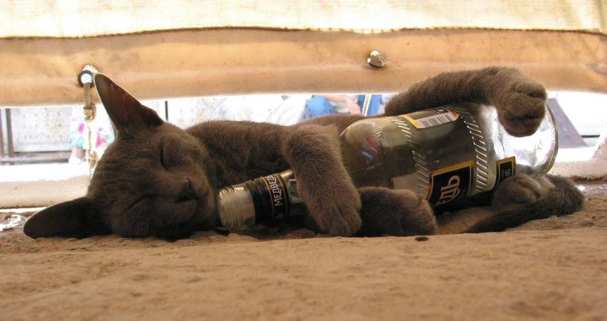 Кот позирующий алкоголь. Drunk Cat. Im drunk
