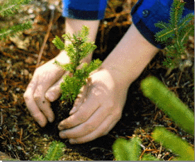 Una persona plantando un pequeño pino